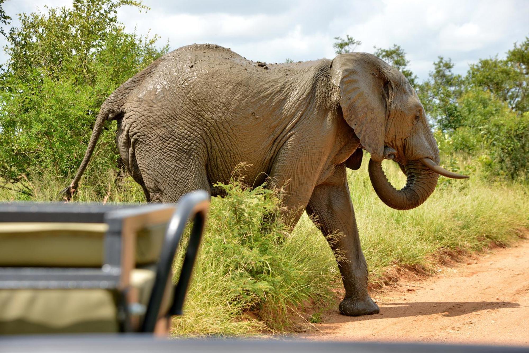 Kruger Safari Lodge Manyeleti Game Reserve Bagian luar foto